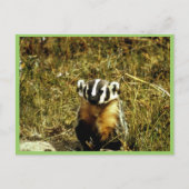 Badger Postkarte (Vorderseite)