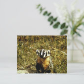Badger Postkarte (Stehend Vorderseite)
