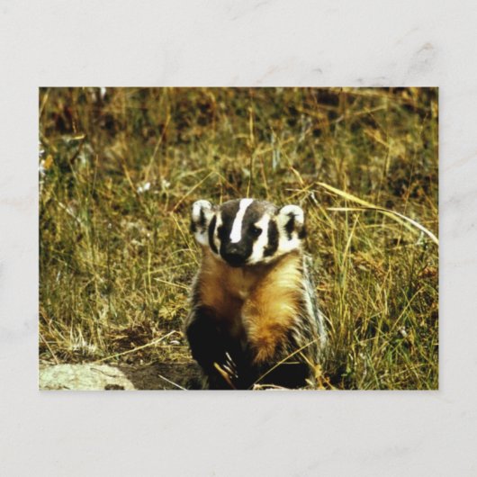 Badger Postkarte (Vorderseite)