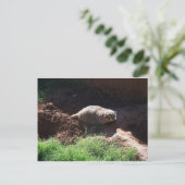 Badger Postkarte (Stehend Vorderseite)