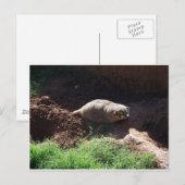 Badger Postkarte (Vorne/Hinten)