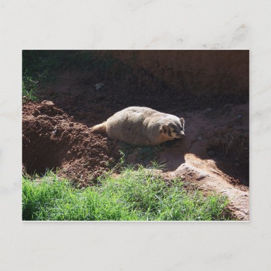 Badger Postkarte (Vorderseite)