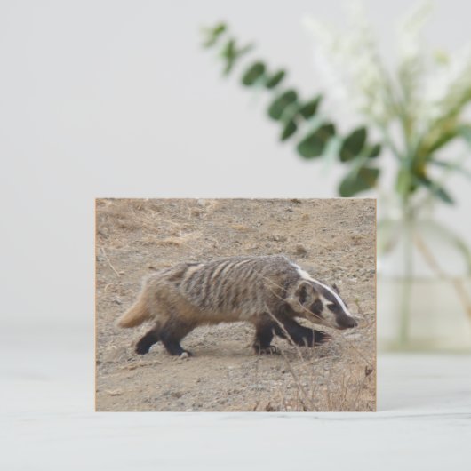 Badger Walking Postcard Postkarte (Stehend Vorderseite)