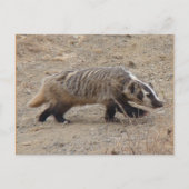 Badger Walking Postcard Postkarte (Vorderseite)