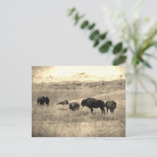 Badlands Bison Postkarte (Stehend Vorderseite)