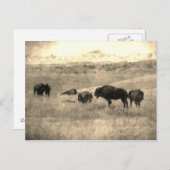 Badlands Bison Postkarte (Vorne/Hinten)