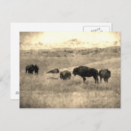 Badlands Bison Postkarte (Vorne/Hinten)