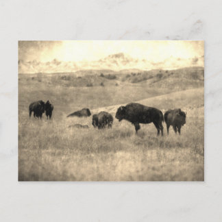Badlands Bison Postkarte
