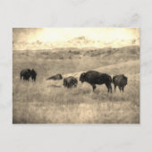 Badlands Bison Postkarte (Vorderseite)