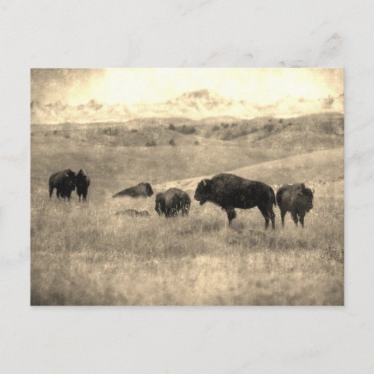 Badlands Bison Postkarte (Vorderseite)