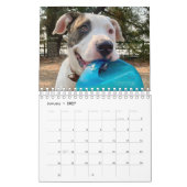 BADRAP Rescue Barn 2021 Kalender (Jan 2027)