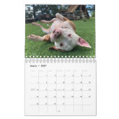 BADRAP Rescue Barn 2021 Kalender (Mär 2027)