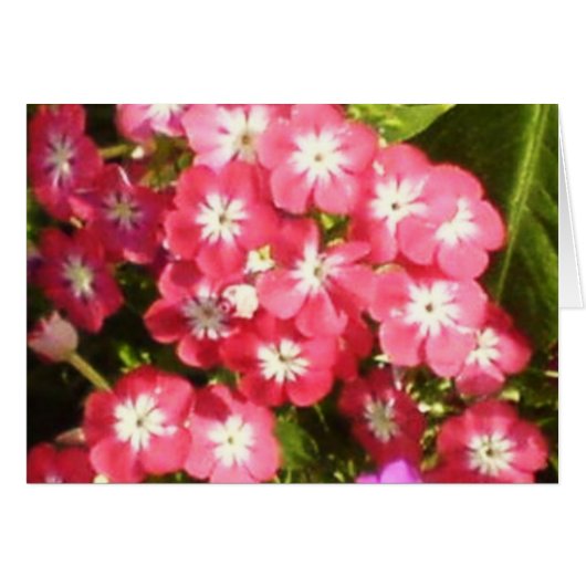 Badrinath-Tal der Blume 1 (Vorderseite (Horizontal))