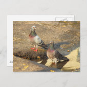 Badzeit für Tauben Postkarte (Vorne/Hinten)