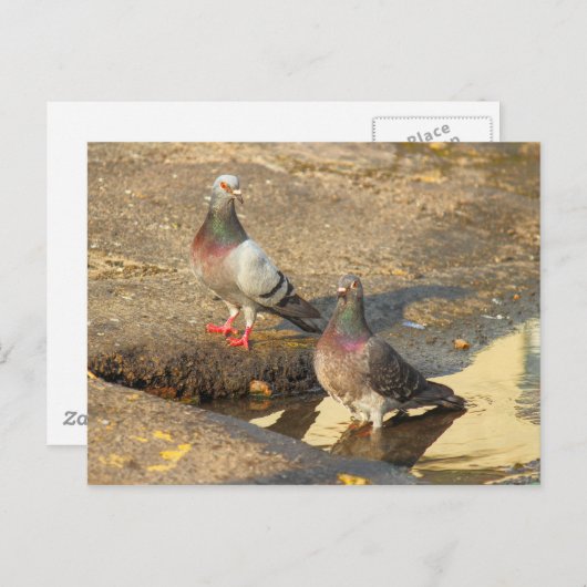 Badzeit für Tauben Postkarte (Vorne/Hinten)