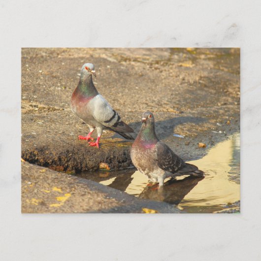 Badzeit für Tauben Postkarte (Vorderseite)