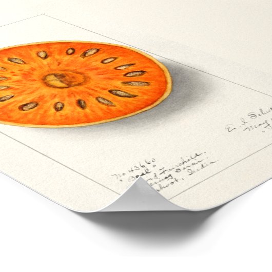 Bael (Aegle Marmelos) Fruchtfarben Poster (Ecke)