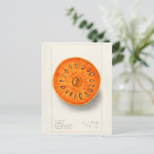 Bael (Aegle Marmelos) Fruchtfarben Postkarte (Stehend Vorderseite)