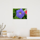 Baeutiful Blue Petunia Print Poster (Küche)