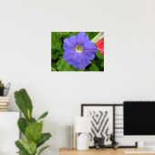 Baeutiful Blue Petunia Print Poster (Heimbüro)
