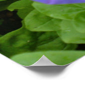 Baeutiful Blue Petunia Print Poster (Ecke)