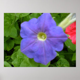 Baeutiful Blue Petunia Print Poster