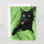 Bagheera, die schwarze Katze Postkarte (Vorne/Hinten)