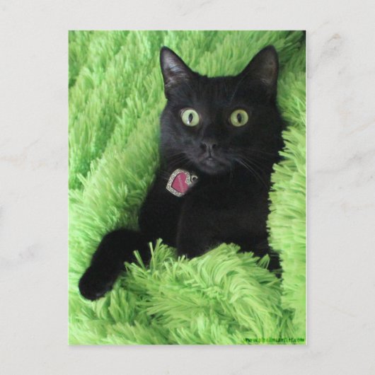Bagheera, die schwarze Katze Postkarte (Vorderseite)