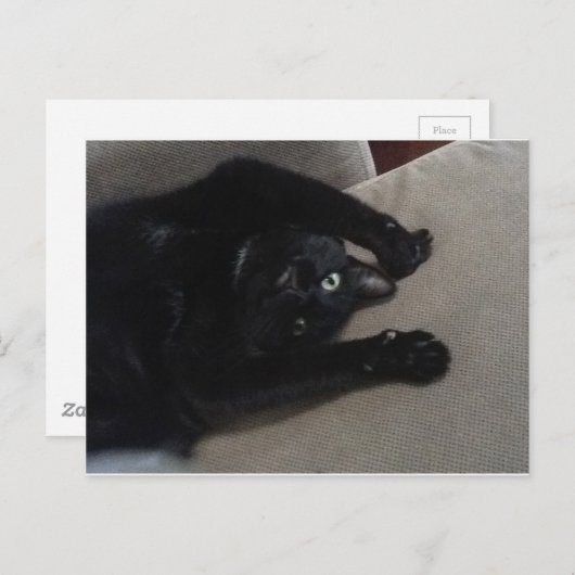 Bagheera, die schwarze Katze Postkarte (Vorne/Hinten)