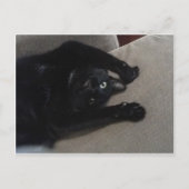 Bagheera, die schwarze Katze Postkarte (Vorderseite)