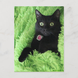 Bagheera, die Schwarzkatzenpostkarte Postkarte