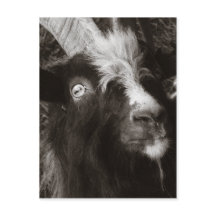 Bagot Goat Portrait Old Style - Tierfotografie