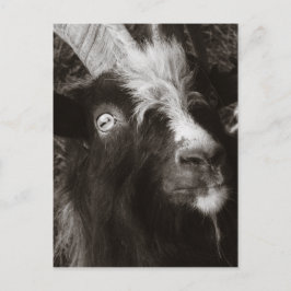 Bagot Goat Portrait Old Style - Tierfotografie Postkarte