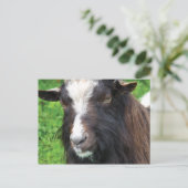 Bagot Goat | Seltene Rasse Postkarte (Stehend Vorderseite)