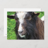 Bagot Goat | Seltene Rasse Postkarte (Vorne/Hinten)
