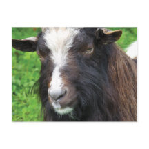 Bagot Goat | Seltene Rasse