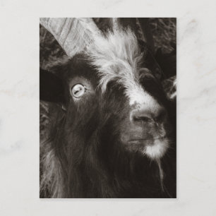 Bagot-Ziegenporträt im alten Stil - Tierfotografie Postkarte