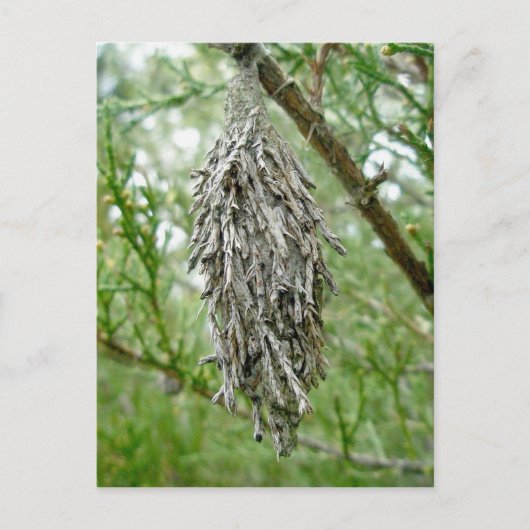 Bagworm Postcard Postkarte (Vorderseite)