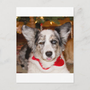 Bah Humbug!!! Postkarte