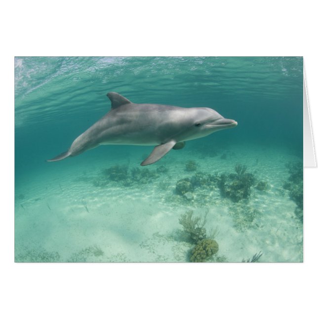 Bahamas, Grand Bahama Island, Freeport, Captive 6 (Vorderseite (Horizontal))