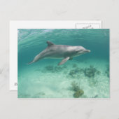 Bahamas, Grand Bahama Island, Freeport, Captive 6 Postkarte (Vorne/Hinten)