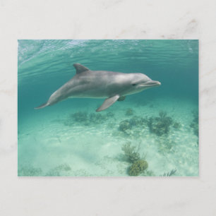 Bahamas, Grand Bahama Island, Freeport, Captive 6 Postkarte