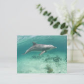 Bahamas, Grand Bahama Island, Freeport, Captive 6 Postkarte (Stehend Vorderseite)