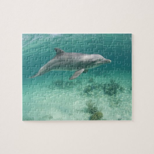 Bahamas, Grand Bahama Island, Freeport, Captive 6 Puzzle (Horizontal)