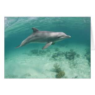 Bahamas, Grand Bahama Island, Freeport, Gefangen 6