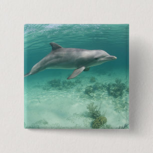 Bahamas, Grand Bahama Island, Freeport, Gefangen 6 Button