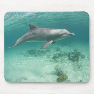 Bahamas, Grand Bahama Island, Freeport, Gefangen 6 Mousepad
