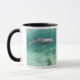 Bahamas, Grand Bahama Island, Freeport, Gefangen 6 Tasse