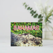 Bahamas Lizard Postkarte (Stehend Vorderseite)
