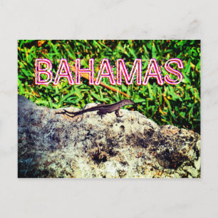 Bahamas Lizard Postkarte